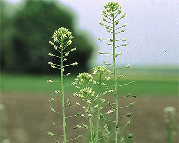 This genetically-modified camelina plant could be the harbinger of a new revolution in feeding aquaculture farms, and the world.